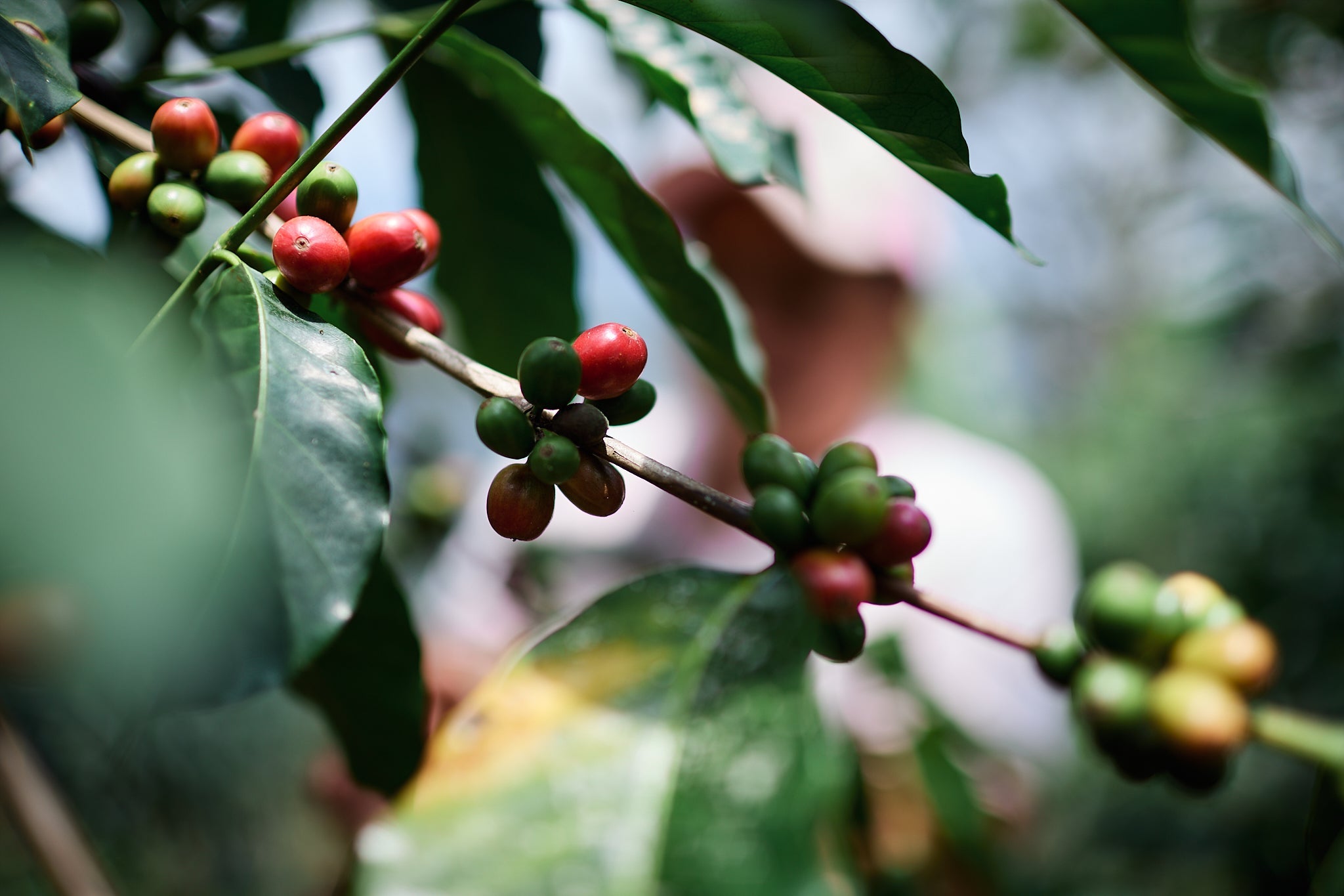 Café en grano – Tostión media – 340 gr - Pack x3